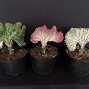 May include: Three potted Euphorbia plants with unique, textured foliage. One has green and white leaves, another has pink and white, and the third is white. The plants are in black pots against a dark background.