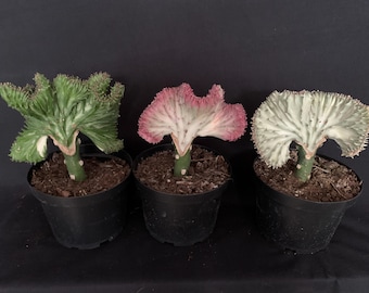 elefantenfuß verkaufen Elefantenfuß - Beaucarnea recurvata