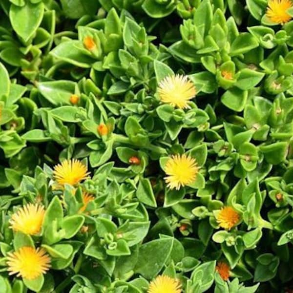 Yellow Flower Aptenia 'Sun Rose Jewel' or 'Baby Sun Rose Gold' Cuttings | A. cordifolia Haekeliana Ice Plant | Easy Care Trailing Succulent