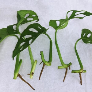 以下が含まれることがあります： 根のついた緑色のモンステラ・アダンソニーの挿し木が5本、植え付けの準備ができています。挿し木は、穴の開いた大きな緑色の葉を持ち、白い表面に並べてあります。
