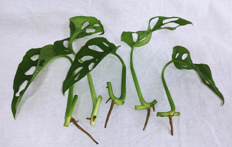 以下が含まれることがあります： 根のついた緑色のモンステラ・アダンソニーの挿し木が5本、植え付けの準備ができています。挿し木は、穴の開いた大きな緑色の葉を持ち、白い表面に並べてあります。