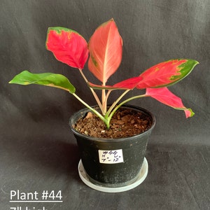 Aglaonema 'red King' in 6 Pot Red Pink Chinese Evergreen Rare Tropical ...