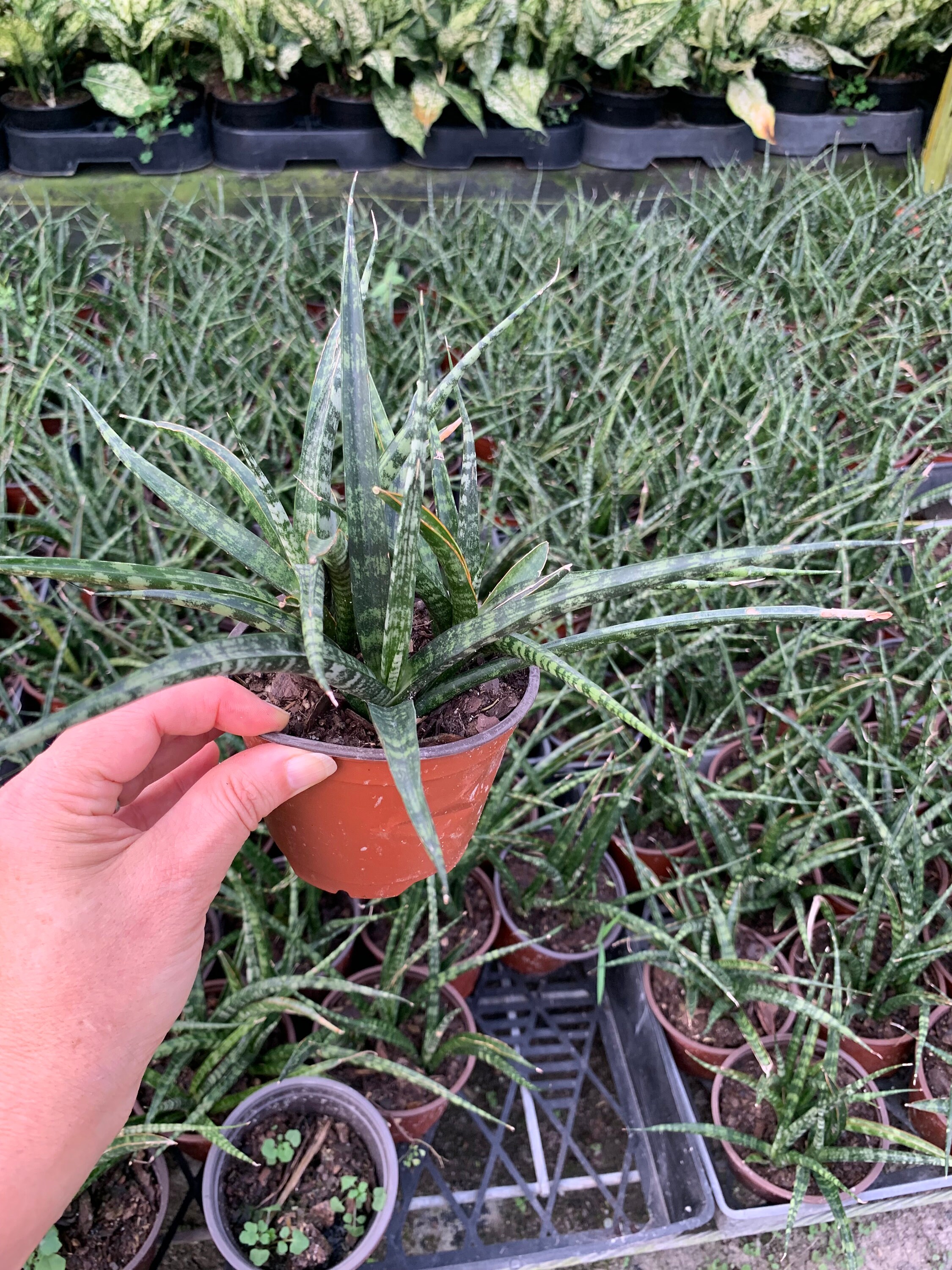 Sansevieria Mikado 4" Pot