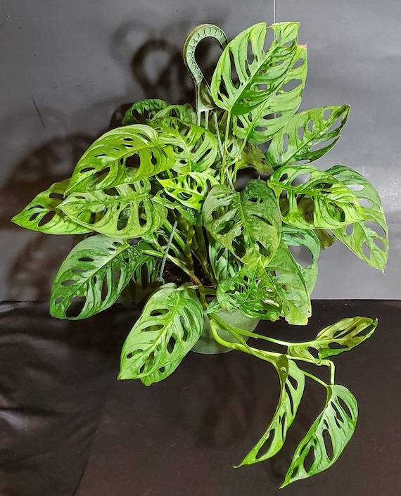SALE! Monstera Adansonii Rooted Cuttings | Swiss Cheese Vine | Monkey Mask | Trailing Tropical Plant