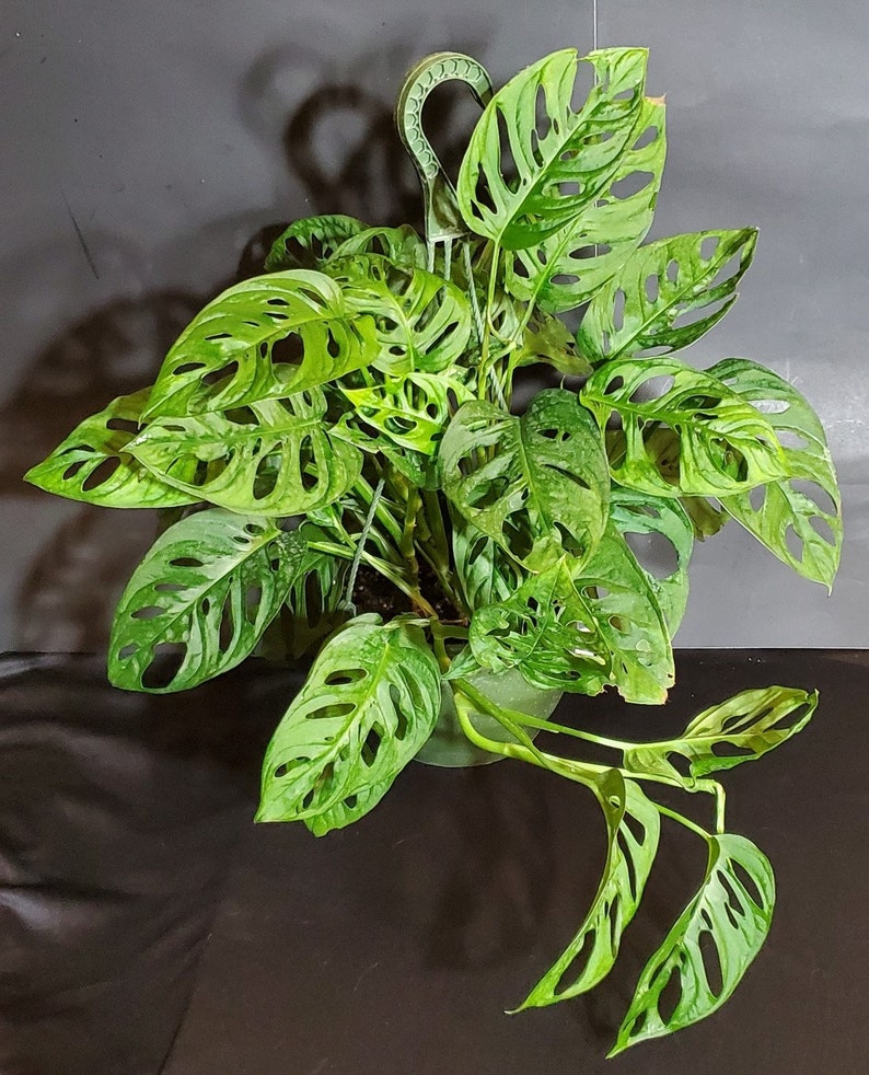以下が含まれることがあります： 緑色のモンステラ・アダンソニーの植物で、大きな穴の開いた葉が、吊り下げられた鉢に入っています。植物は、濃い緑色の鉢に、プラスチック製のハンガーで吊るされています。