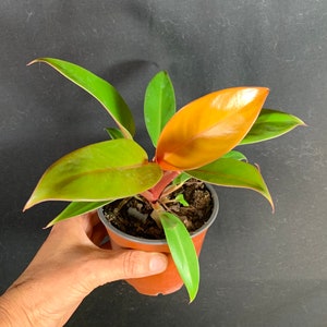 Philodendron Prince of Orange in 4" pot (shipped bareroot) | Orange Yellow Green Tropical Foliage | Ground Cover