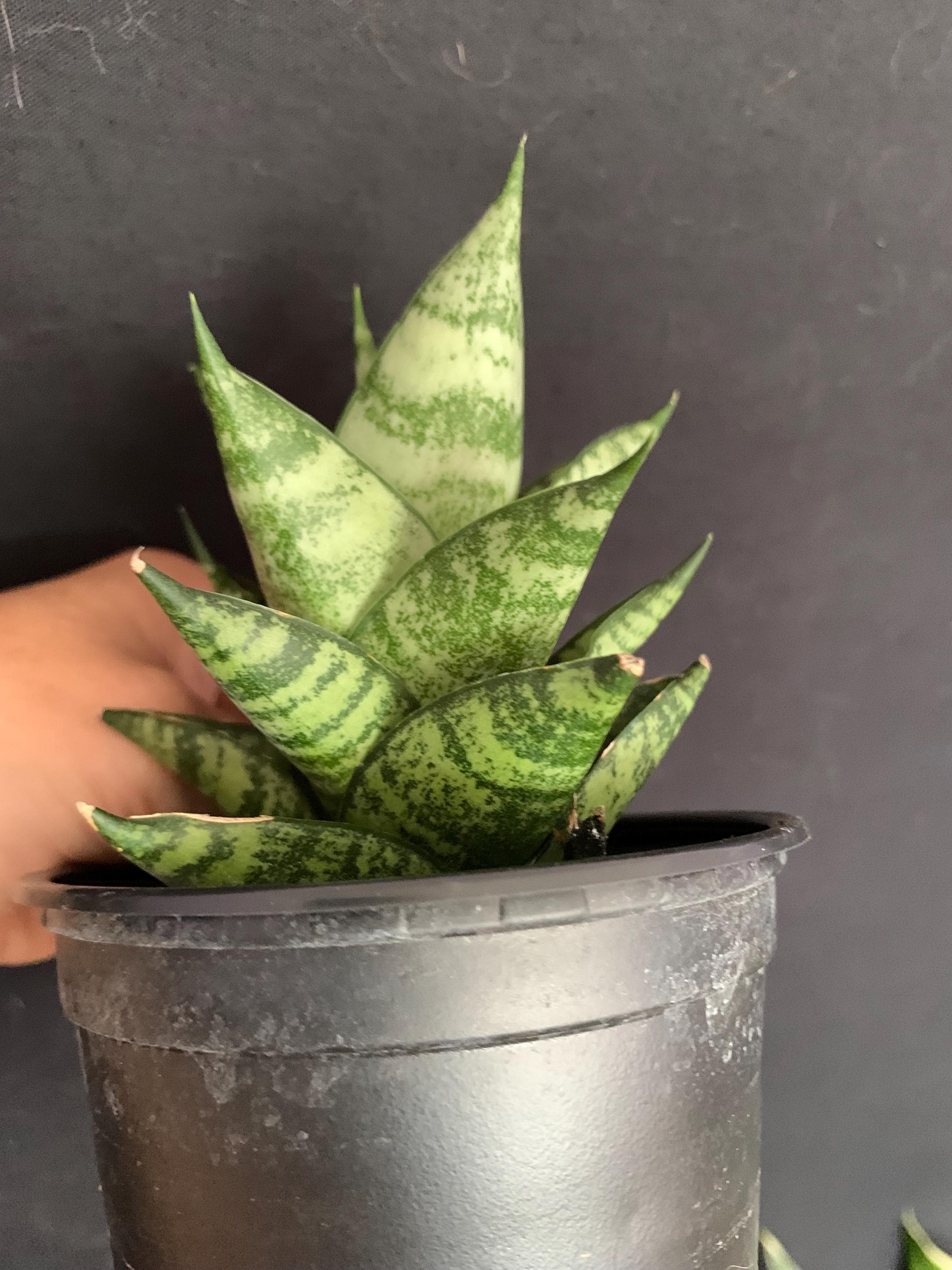 Samurai Dwarf Variegated Sansevieria Ehrenberghii in 4
