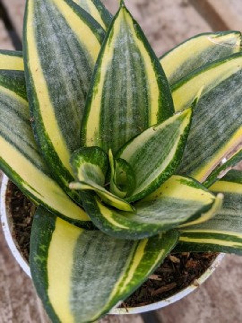 Sunny Star Dwarf Sansevieria trifasciata Hahnii in 4 pot ships bareroot Birds Nest Snake Plant Easy Care Low Light image 1