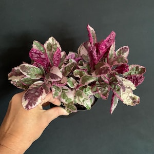 Purple Belgian Waffle Plant in 4” pot (ships bareroot)| Strobilanthes alternata | Colorful Variegated Tropical Foliage Hanging Basket