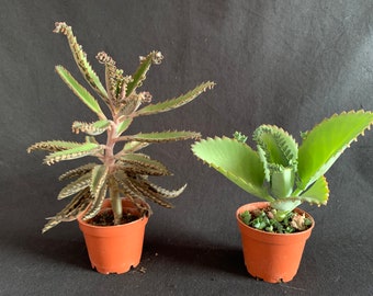 2 Mother of Thousands Kalanchoe plants in 2" pots: Tubiflora Delagoensis and Daigremontiana (ships bareroot)
