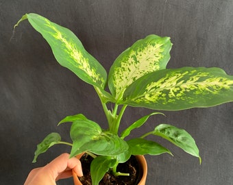 Dieffenbachia Maculata Picta 'tropic Snow' in 4