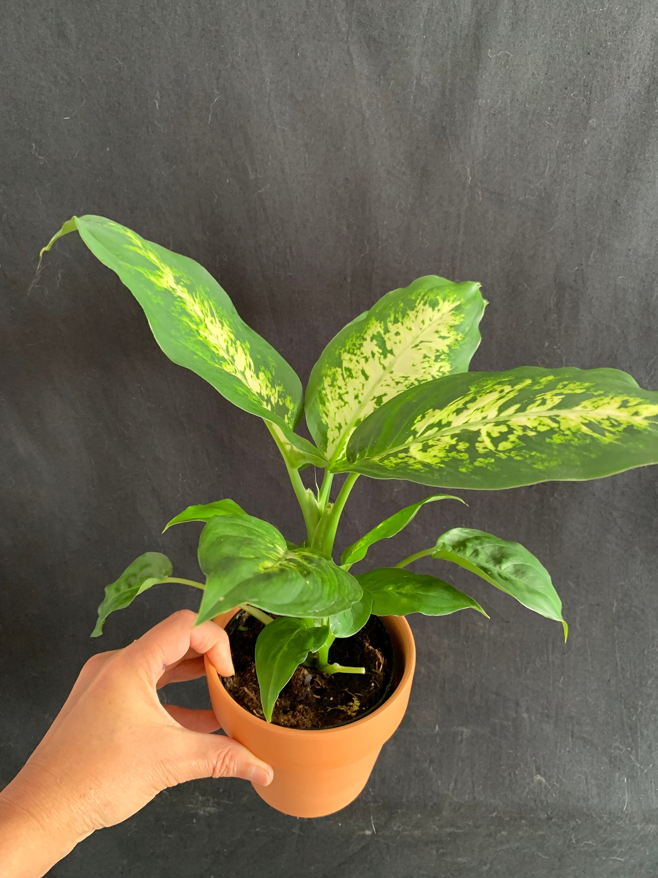 Dieffenbachia Maculata Picta 'tropic Snow' in 4