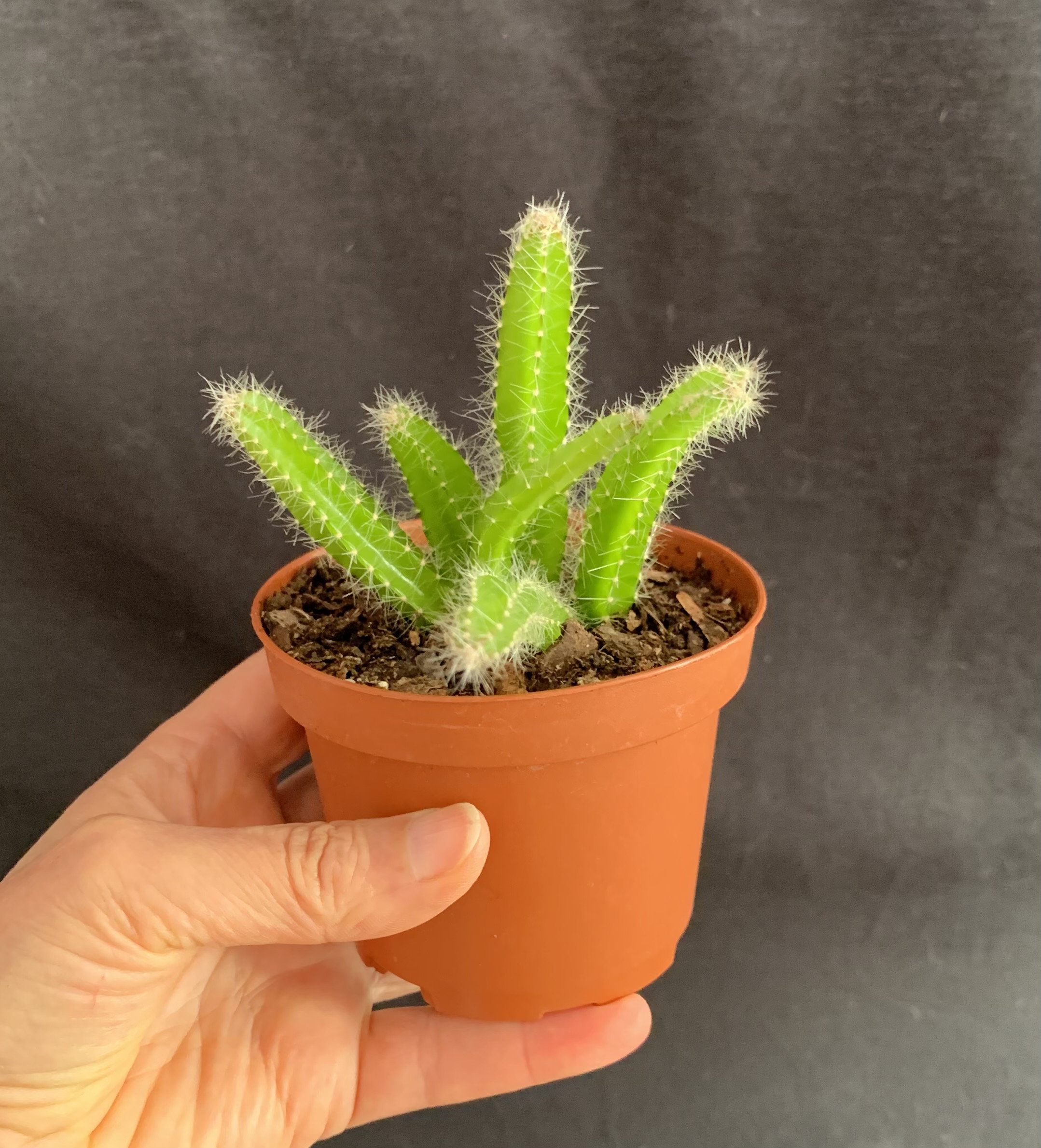 Dog Tail Cactus in 3.5 Pot strophocactus Selenicereus Etsy