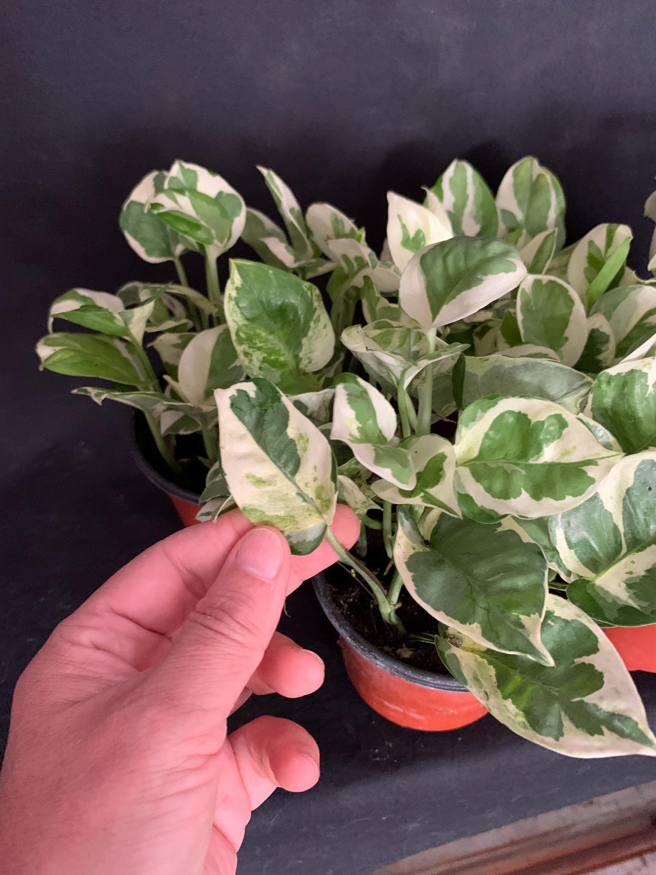 Rooted Cuttings - N'joy Pothos Epipremnum Aureum N Joy Variegated White  Cream | Trailing Plant Vine Hanging Basket | Easy Care DIY - Etsy