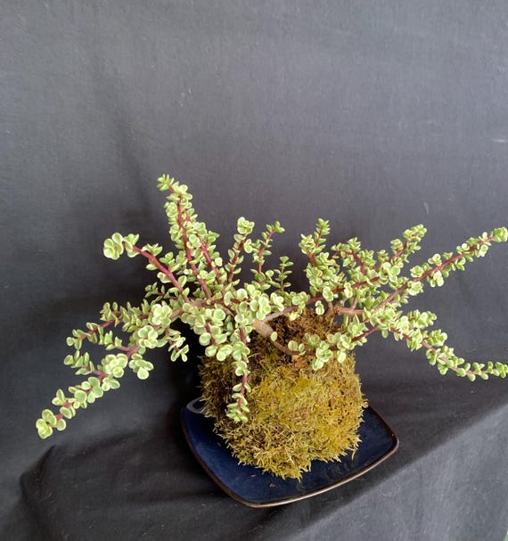 Exact Plant! Portulacaria Afra Variegata Elephant Bush Mini Jade Kokedama  Bonsai - Japanese Traditional Indoor Garden Technique - Moss Ball - Etsy