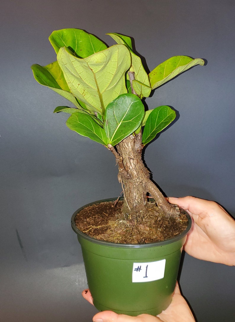 Rare Ficus Lyrata Bonsai Prebonsai Pandurata Fiddle Leaf