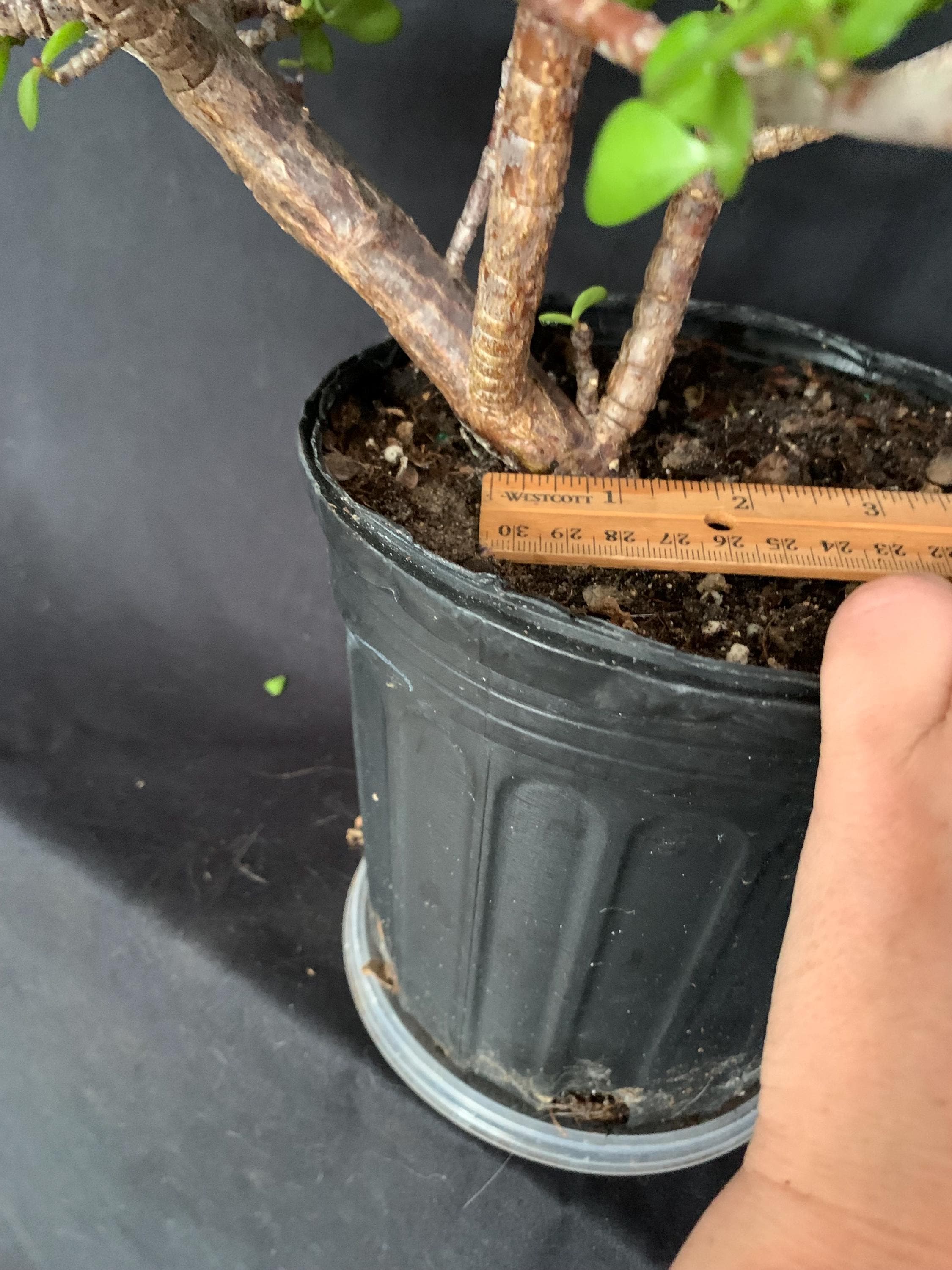 Exact Plant! Large Portulacaria Afra Pre-bonsai in 6