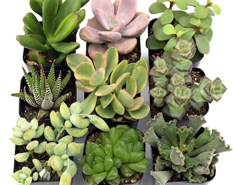 9 Assorted Succulents - Set of 9 in 2" Pots (shipped Bareroot) |  Arrangement Collection Colorful Orange Red Purple Blue-green - Etsy