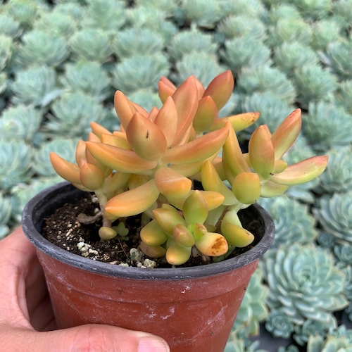 Sedum adolphii Live Succulent Growing in 4 Inch