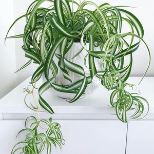 Large Curly Variegated Spider Plant 'Bonnie' in 6" pot (ships bareroot) | Chlorophytum comosum Hanging Basket Plant | Easy Care Air Purifier