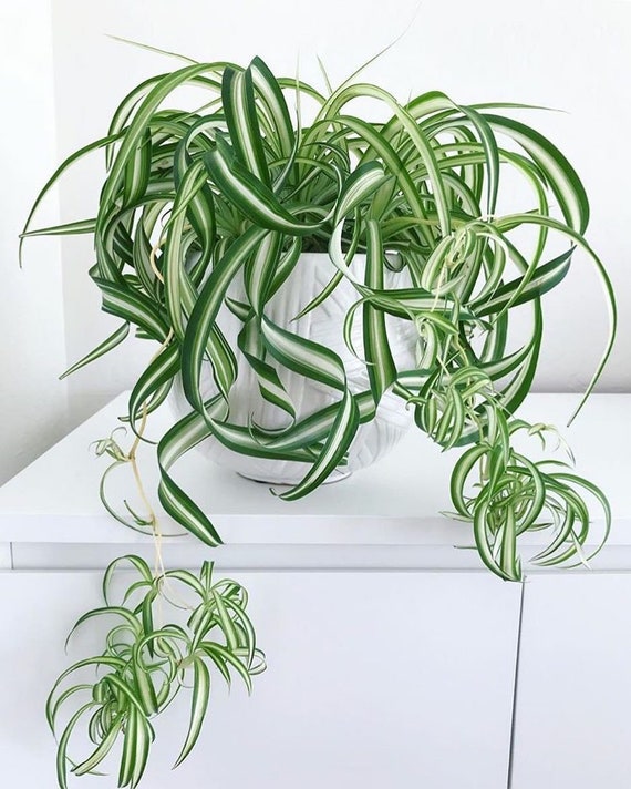 curly spider plant care Chlorophytum comosum 'Variegated Bonnie Spider Plant'  Snakeroot Botanicals