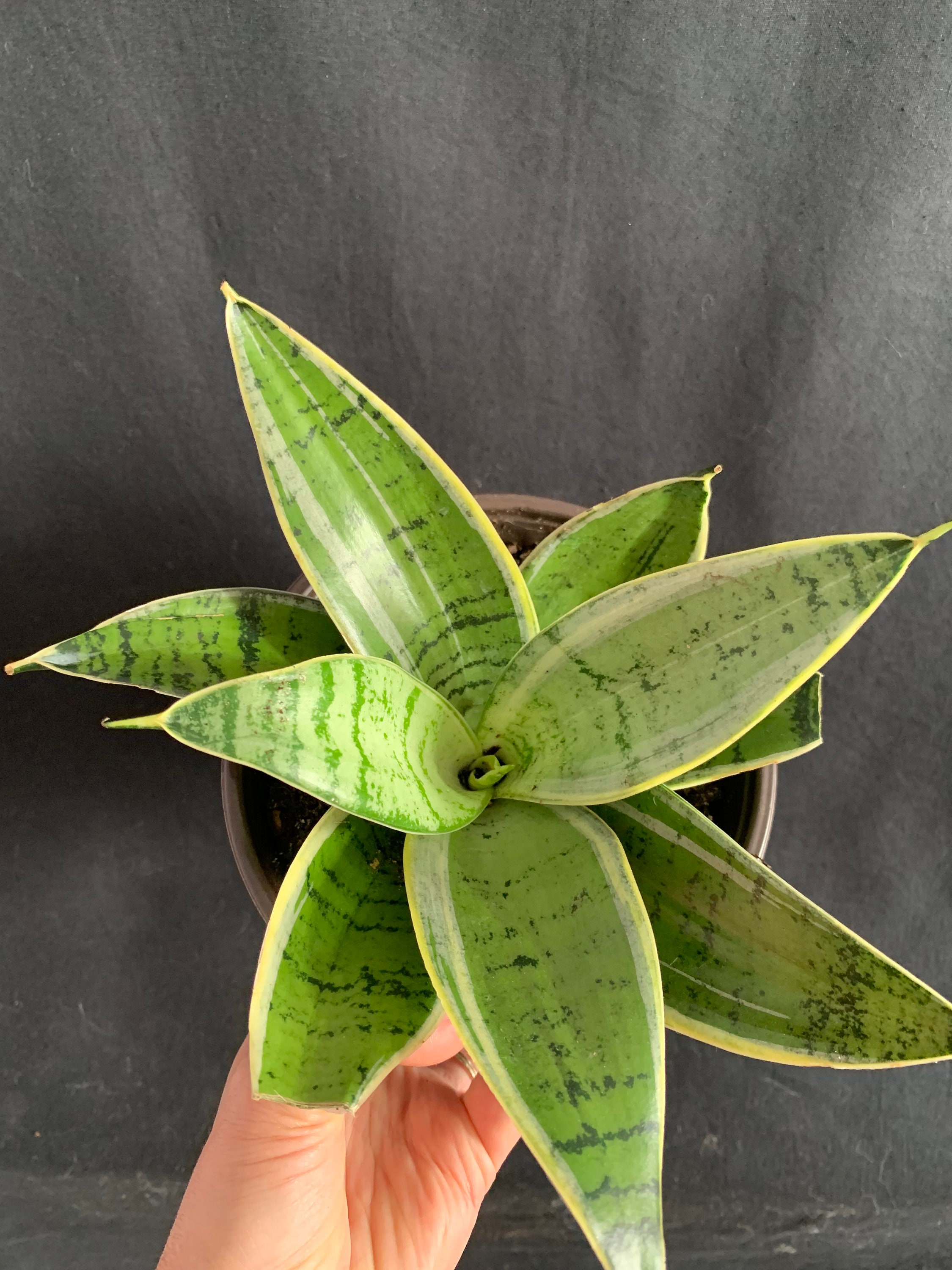 Dwarf Sansevieria Hahnii 'silver Star'in 4 Dwarf Sansevieria Hahnii 'silver Star'in 4