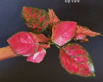 Aglaonema Lucky Red - Chinese evergreen - Rare Tropical Plant - Red & Pink Foliage