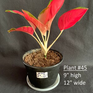 Aglaonema 'red King' in 6 Pot Red Pink Chinese Evergreen Rare Tropical ...