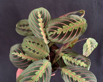 bonsai zimmerpflanze kaufen Ficus microcarpa 'Ginseng' Bonsai kaufen main image 1