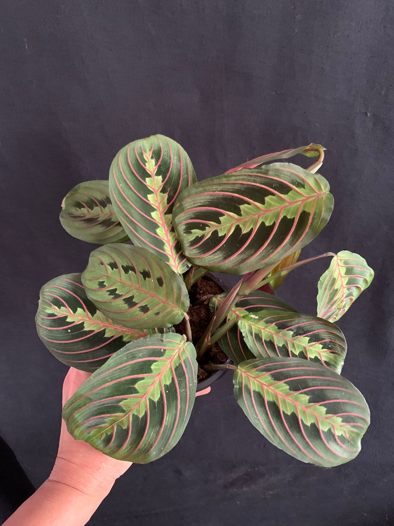 LivingPlantDesigns Prayer Plant Maranta leuconeura - Thumbnail 2