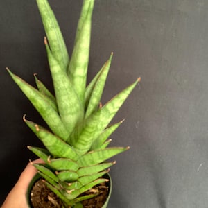 May include: A potted Sansevieria cylindrica plant, also known as a snake plant, with long, cylindrical, green leaves with lighter green stripes. The plant is in a small green pot, held by a hand, against a dark background.