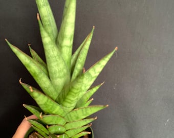 Sansevieria Crocodile Rock - Etsy