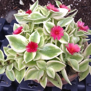 May include: A potted succulent plant with green and white variegated leaves and vibrant pink flowers. The plant is in a terracotta pot, and the image is taken from a slightly elevated angle, showcasing the plant's full form.