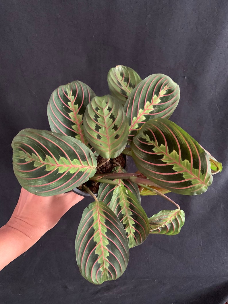 LivingPlantDesigns Prayer Plant Maranta leuconeura