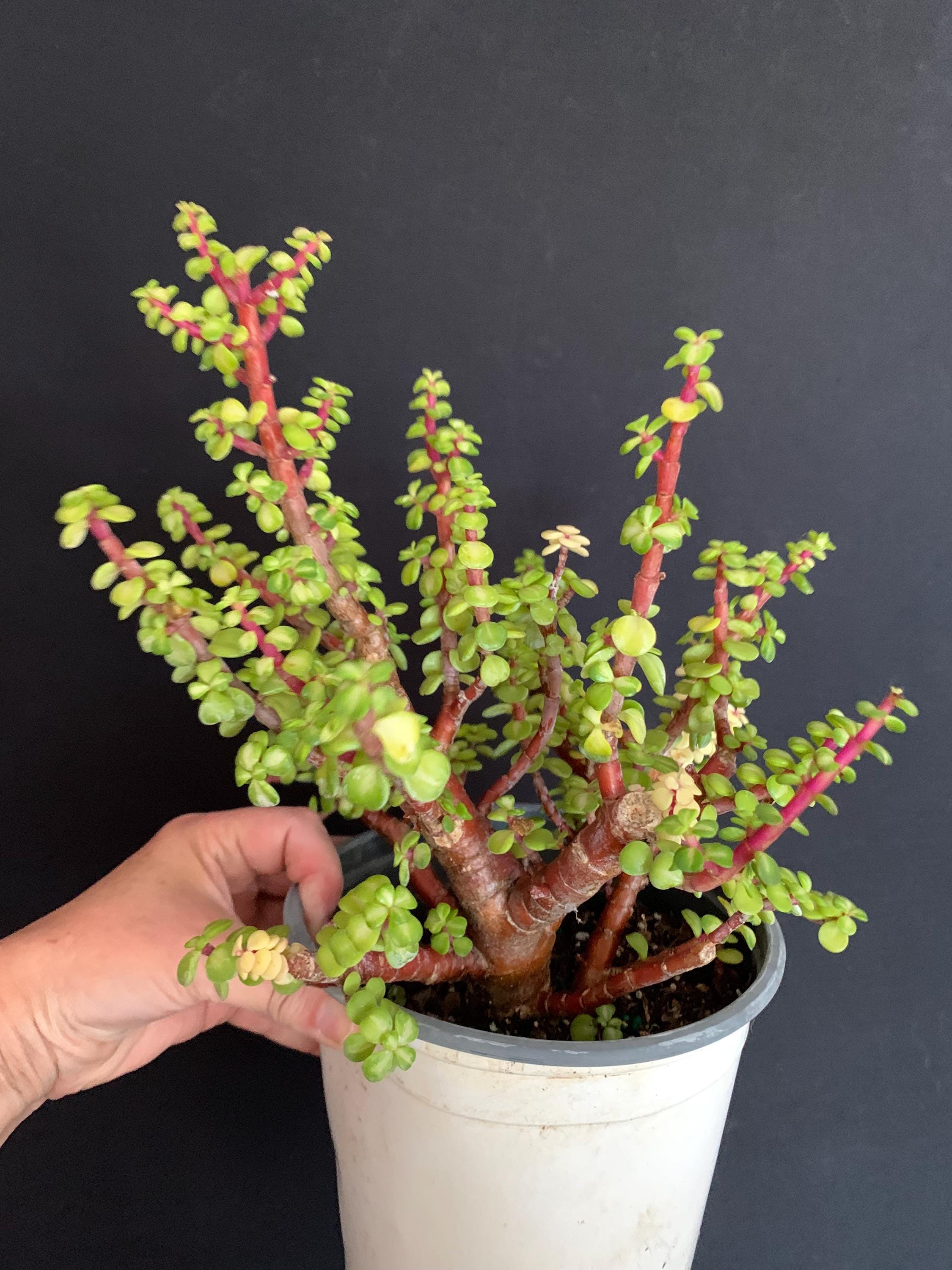Exact Plant A! RARE PINK VARIEGATION! Large Portulacaria Afra