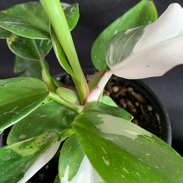 White Princess Philodendron erubescens (Green Stem with Pink Edges) in 4" pot (ships bareroot) Rare Variegated Tropical Foliage | Easy Care