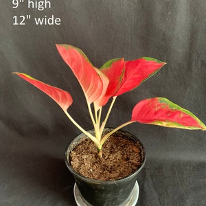 Aglaonema 'red King' in 6 Pot Red Pink Chinese Evergreen Rare Tropical ...