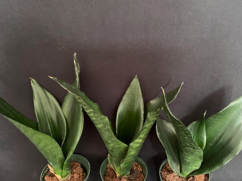 Black Dragon Sansevieria Trifasciata in 5" Pot (ships Bareroot) | Snake