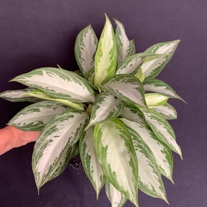 May include: A top-down view of a potted Chinese Evergreen plant. The plant features large, pointed leaves with a striking pattern of white and green variegation. The leaves are arranged in a dense, circular pattern, creating a lush, full appearance.