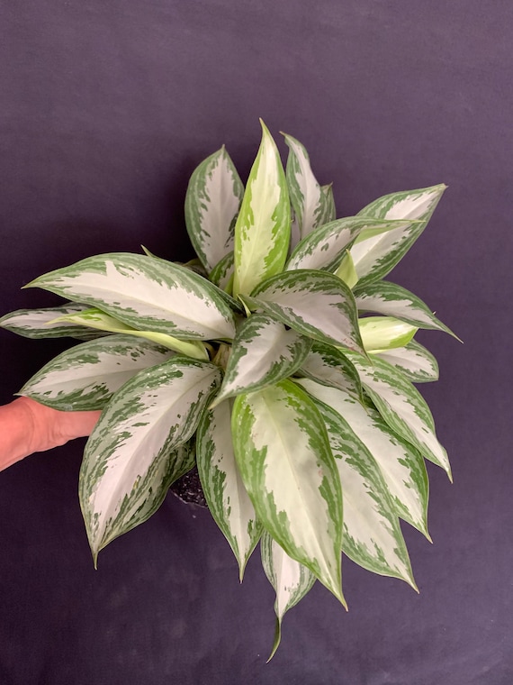 Aglaonema Silver Bay in 6 Pot (ships Bareroot) | Variegated Chinese  Evergreen | Collectible Live Tropical Foliage Plant - Etsy