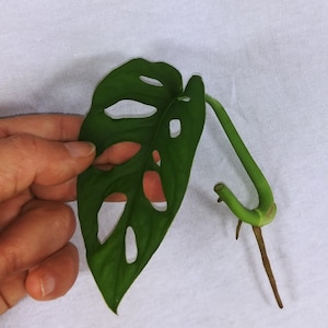 以下が含まれることがあります： 穴の開いた緑色の葉1枚、茶色の茎を持つモンステラ・アダンソニーの挿し木です。