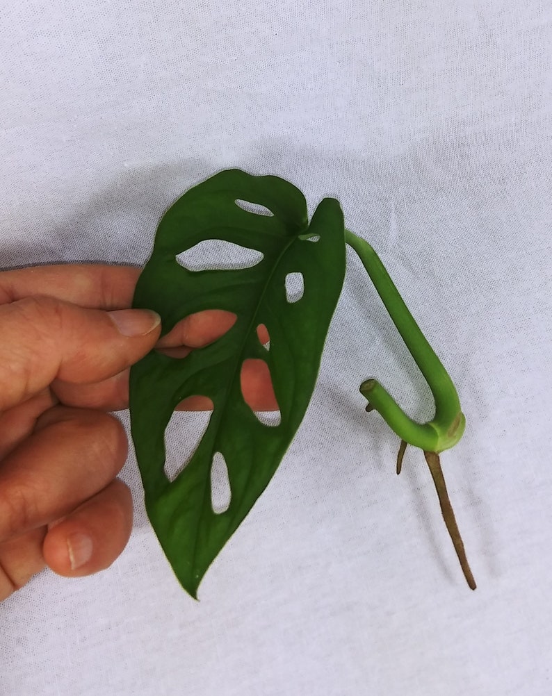 以下が含まれることがあります： 穴の開いた緑色の葉1枚、茶色の茎を持つモンステラ・アダンソニーの挿し木です。