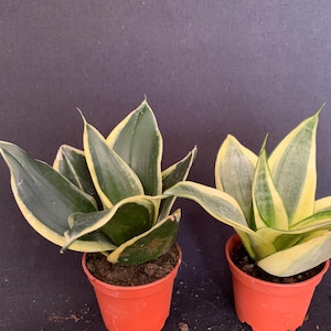 May include: Two potted snake plants, also known as Sansevieria, with dark green and yellow-edged leaves. The plants are in small orange pots, set against a dark background. A popular houseplant choice.