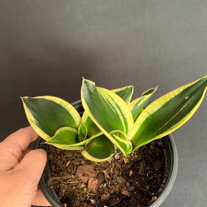 May include: A white ceramic mug with a black handle and the text "But First, Coffee" in a bold, black font. The mug is set against a blurred background, suggesting a cozy setting.