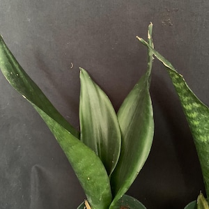 May include: Close-up of several snake plants in small green pots. The leaves are a deep green with lighter green and white variegation. The plants are potted in a brown, soil-like medium against a dark background.