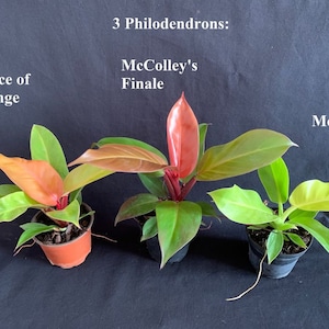 SALE! 3 Pack: Philodendrons Prince of Orange, McColley's Finale & Moonlight in 4" pots (shipped bareroot)
