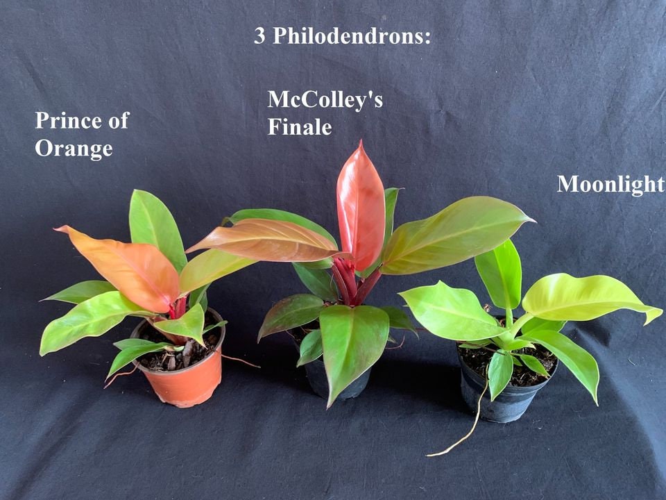 SALE! 3 Pack: Philodendrons Prince of Orange, McColley's Finale & Moonlight in 4" pots (shipped bareroot)