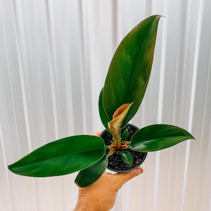 Philodendron Red Congo Rojo in 4" pot (shipped bareroot) | Dark Red Tropical Foliage | Ground Cover Hanging Basket | Easy Care