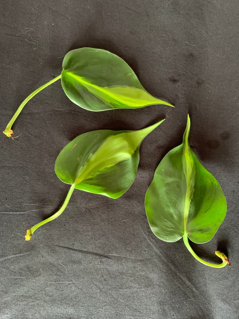 Philodendron Hederaceum 'brasil' Cuttings Variegated Etsy