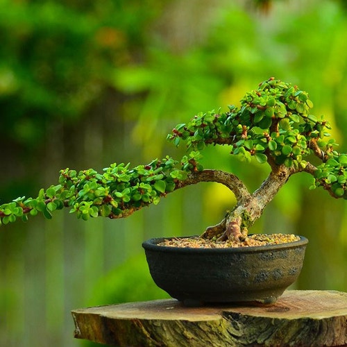 Portulacaria Afra Prostrata Variegata in 6"/1ga Pot (ships Bareroot) |  Variegated Elephant Bush | Dwarf Jade | Pre-bonsai Live Plant - Etsy